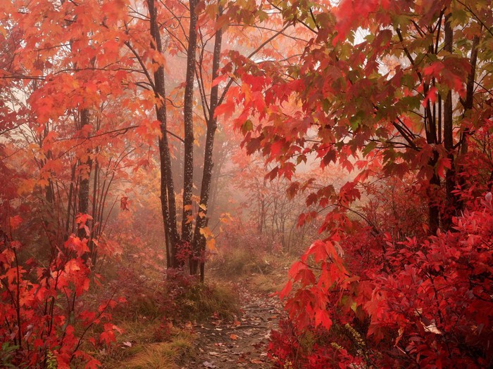 1347482775_1272538465_nature_forest_red_autumn_forest_011599_ (700x525, 155Kb)