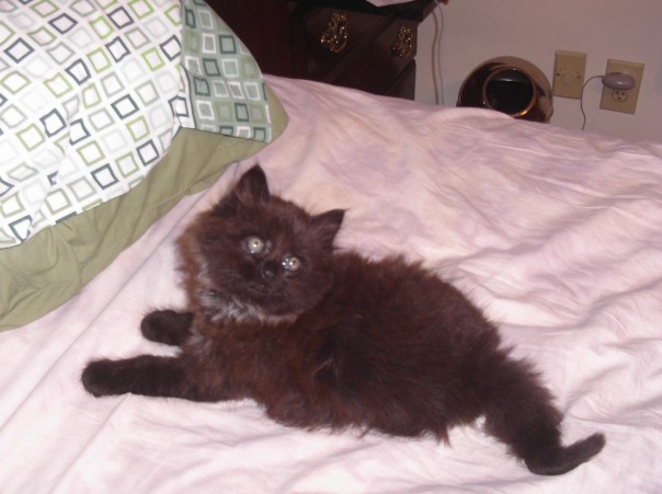2124546_Baby_Kittie (604x451, 63Kb)