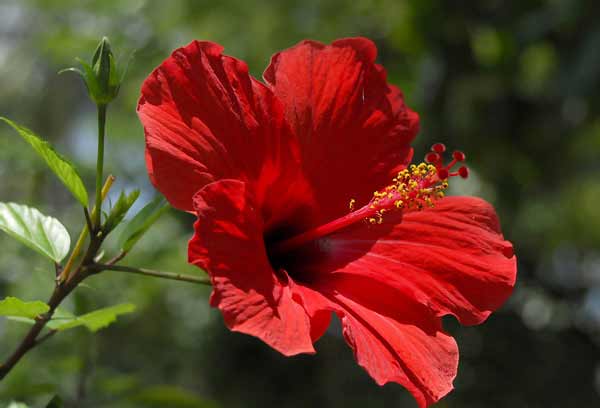 hibiscus_rosasinensis4 (600x408, 20Kb)