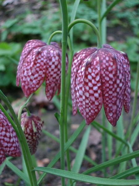 71547762_beatiful_flowers31 (450x600, 140Kb)
