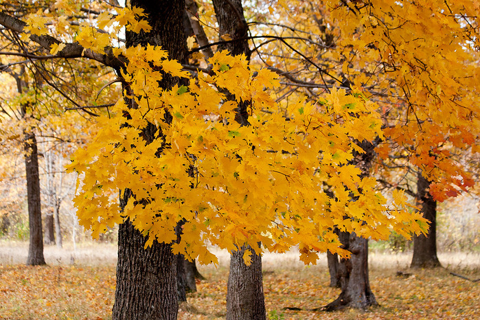 4016659_0_7e54f_f83feca4_XXL (700x466, 294Kb)