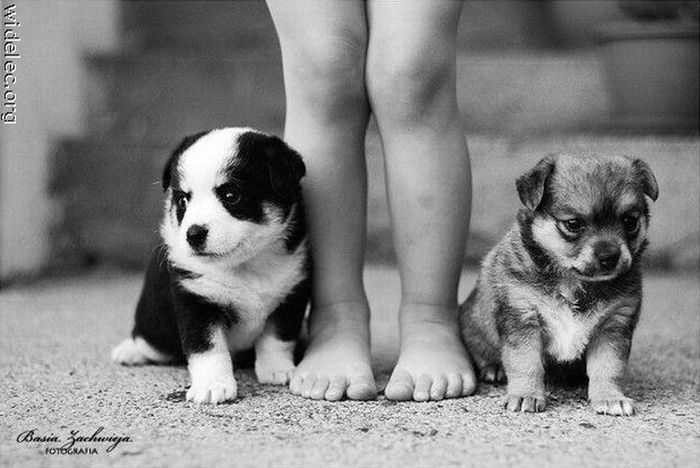 cute_puppies_31 (700x468, 58Kb)