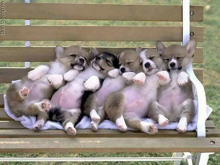 cute_puppies_37 (700x525, 63Kb)