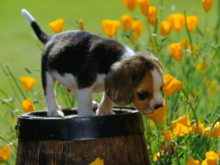 cute_puppies_40 (700x525, 50Kb)