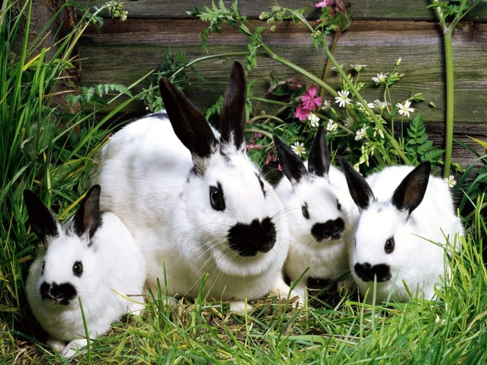 800_Rabbits Family (700x525, 190Kb)