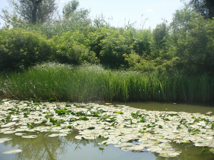 Херсонские плавни фото