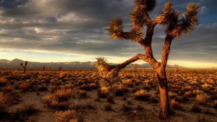 joshuatreewallpaper2665_1600x900 (700x393, 227Kb)