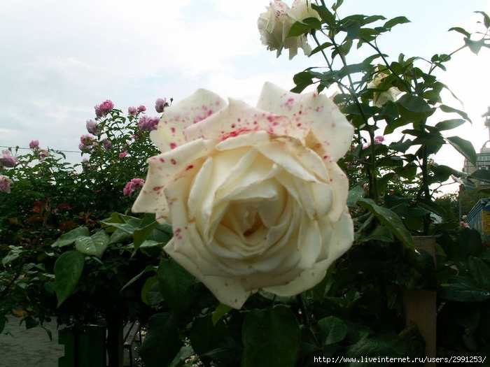 PICT3100 (700x525, 217Kb)