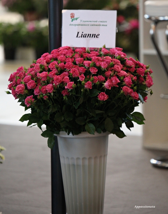 1109989_1IMG_0531 (549x700, 259Kb)