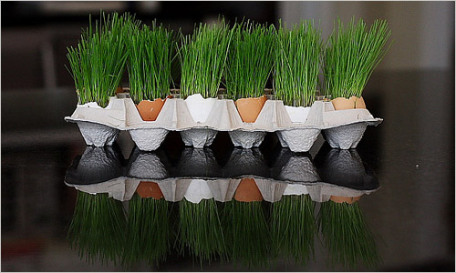 20110421-egge_1 (500x300, 55Kb)