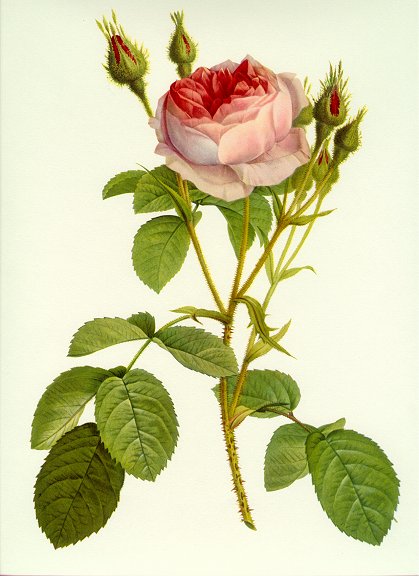 4267534_pink_rose (419x576, 54Kb)