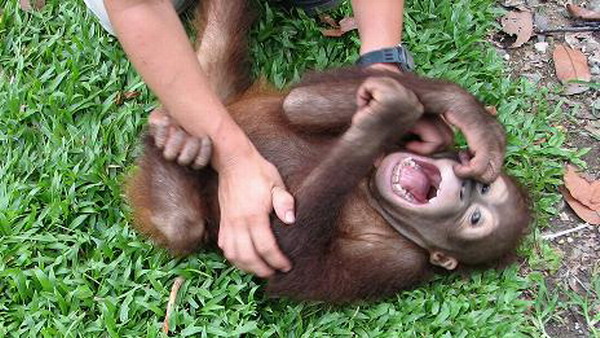 3623822_Funny_Laughing_Animals_7 (600x338, 99Kb)