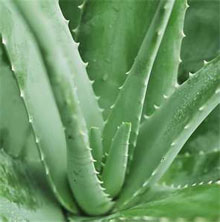 3880445_aloevera (220x222, 33Kb)