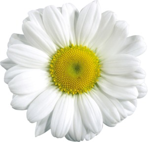 0_8731c_3fd5ce6_M (300x286, 17Kb)
