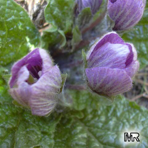 mandragora2648 (480x480, 37Kb)