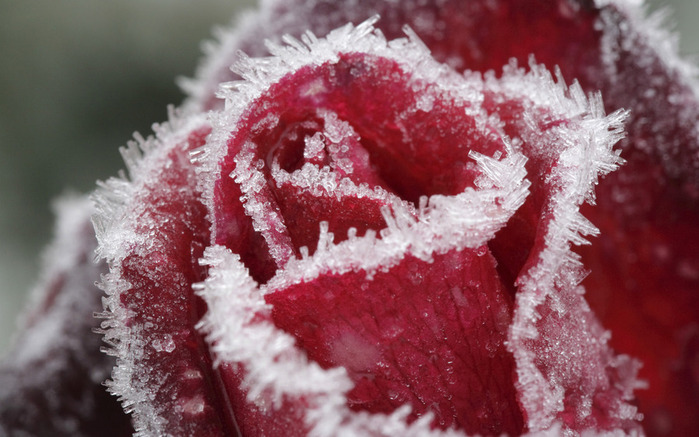 NApic.org-Flowers-Under-Frost-Wallpaper-21 (700x437, 117Kb)