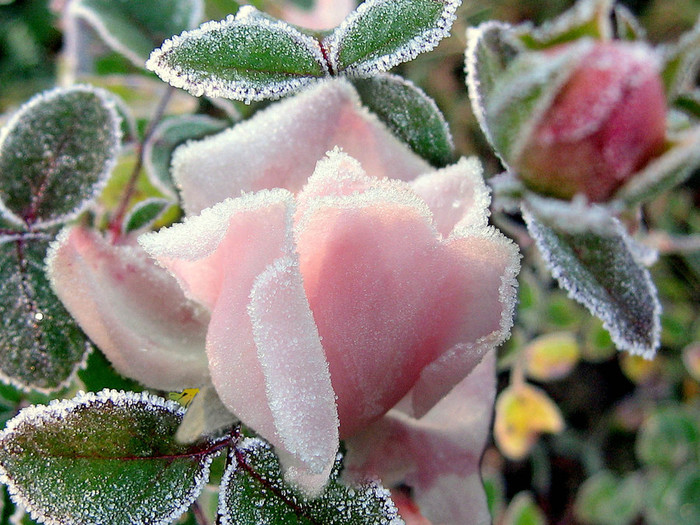 NApic.org-Flowers-Under-Frost-Wallpaper-19 (700x525, 156Kb)