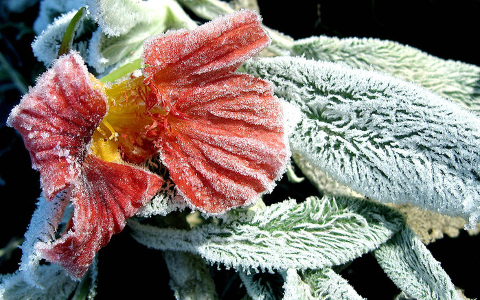 NApic.org-Flowers-Under-Frost-Wallpaper-16 (700x437, 179Kb)