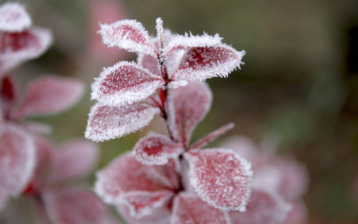 NApic.org-Flowers-Under-Frost-Wallpaper-14 (700x437, 72Kb)