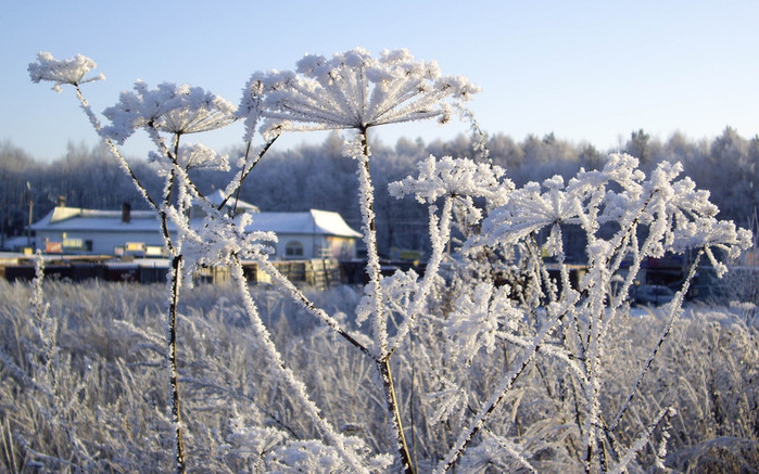 NApic.org-Flowers-Under-Frost-Wallpaper-12 (700x437, 136Kb)