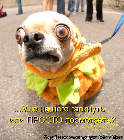 kotomatritsa_Op (495x560, 52Kb)