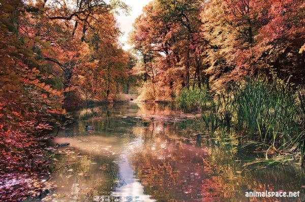 1318451158_autumn_by_torsten_hufsky (600x400, 91Kb)