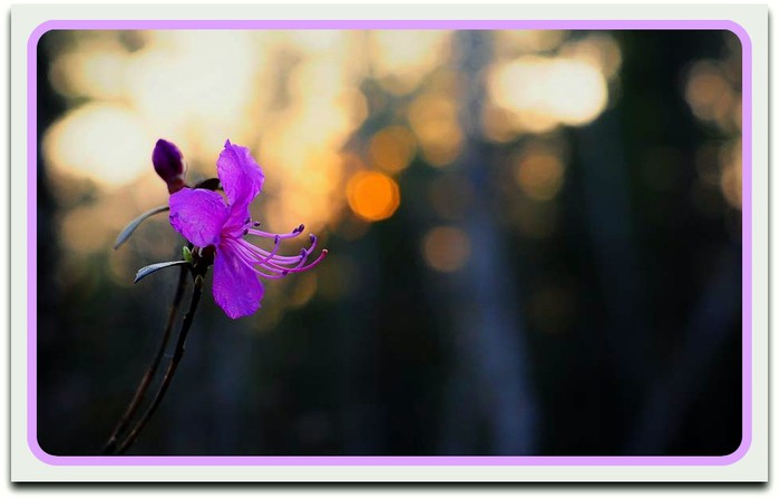 purple14 (500x240, 46Kb)