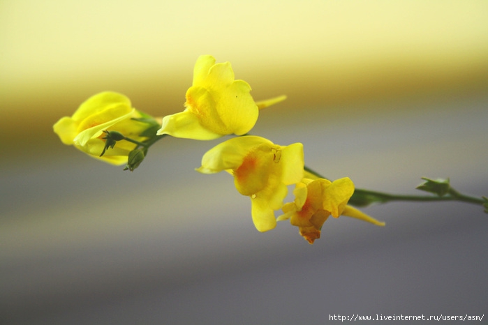 643384_IMG_2001_1024_ (700x466, 126Kb)