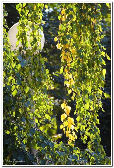 IMG_4796   (475x700, 305Kb)