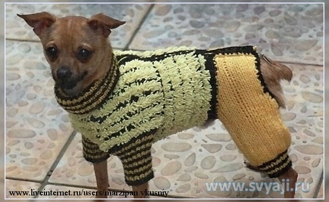 Одежда для мелких собак своими руками связать (62 фото) - картинки gkhyarovoe.ru