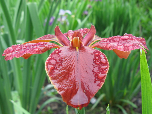 4884344_9_Iris (520x391, 77Kb)