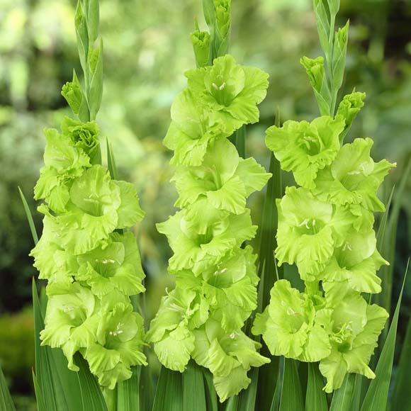 83664432_gladiolus09 (580x580, 86Kb)