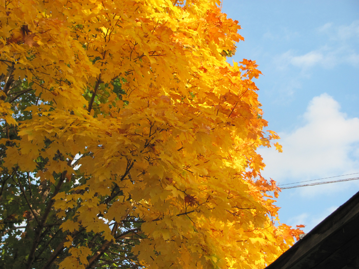 IMG_0003 (700x525, 560Kb)