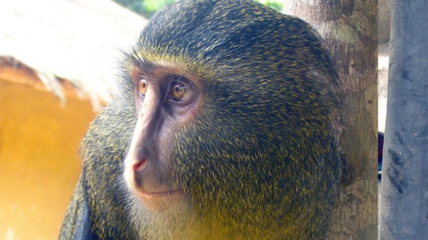 091312_CercopithecusLomamiensis-620x348 (620x348, 62Kb)