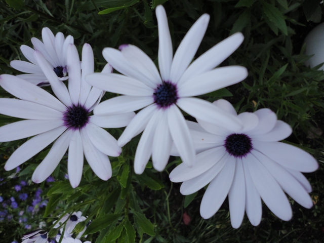 DSC03088 (640x480, 154Kb)