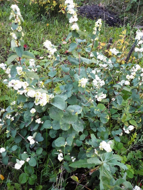 DSC03100 (480x640, 241Kb)