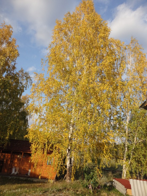DSC03121 (480x640, 177Kb)