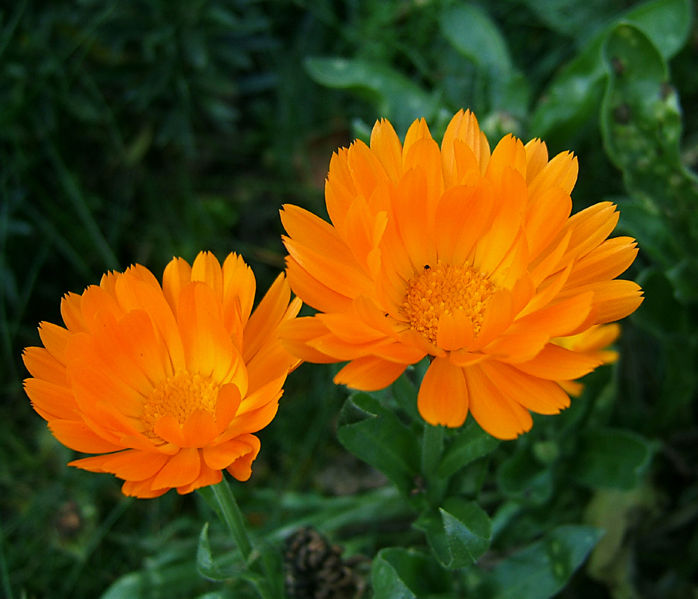 calendula2[1] (698x599, 68Kb)