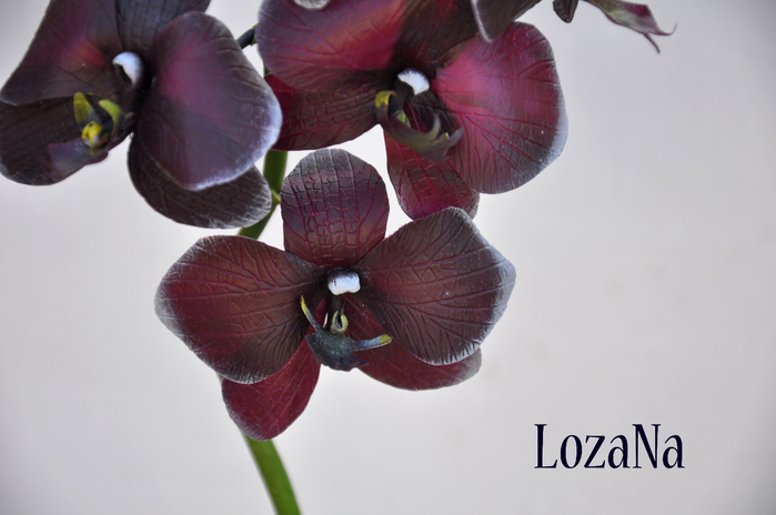 DSC_0lkl179 (700x464, 285Kb)