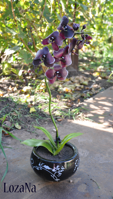 DSC_jkj0172 (398x700, 423Kb)