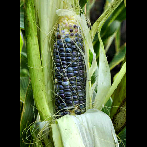 blue-corn1_enl (600x600, 104Kb)