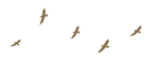 0_8d55d_cfae04ff_L (500x200, 12Kb)