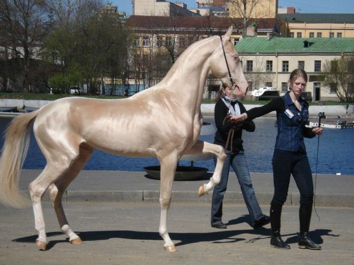 pretty_horse_01 (700x525, 69Kb)