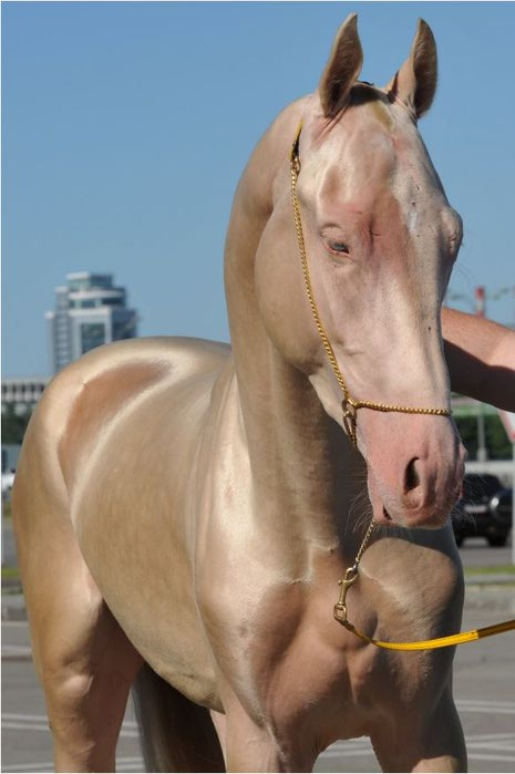 pretty_horse_04 (465x700, 40Kb)