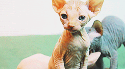 tumblr_maqg0tsVAq1ruxk4vo5_r1_250 (245x137, 625Kb)