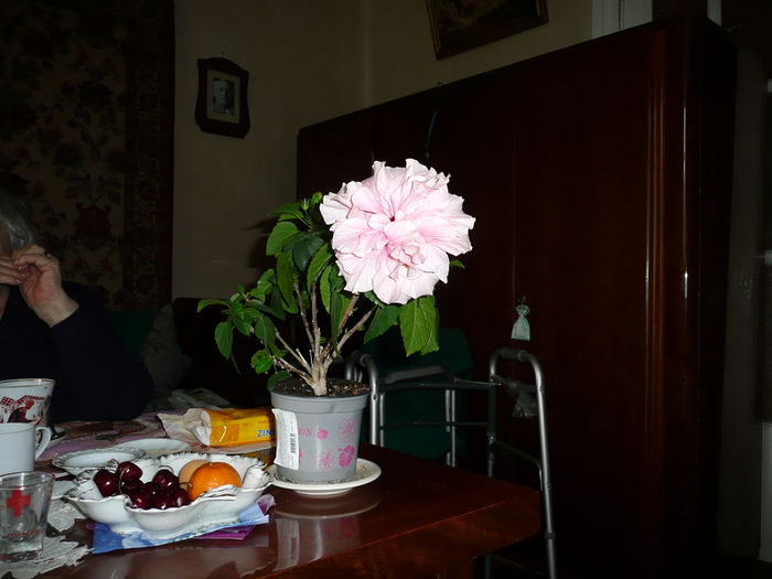 P1020938 (700x525, 215Kb)
