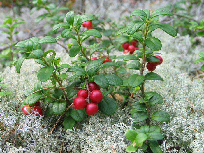 800px-Vaccinium_vitis-idaea_20060824_003 (700x525, 99Kb)