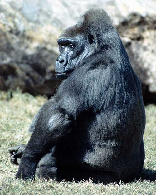 gorilas (500x625, 47Kb)