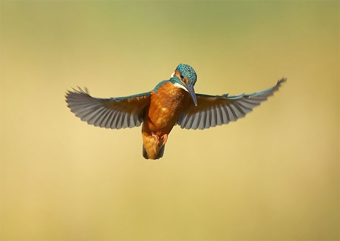 kingfisher-1 (700x497, 24Kb)