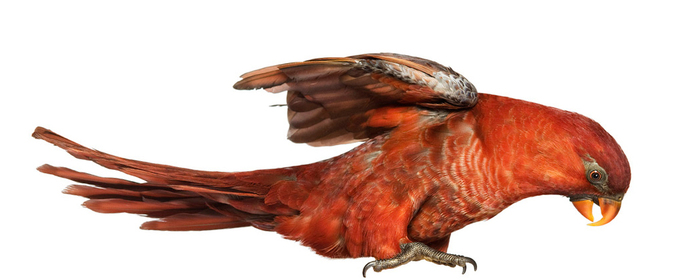 lori-cardenal (700x280, 107Kb)